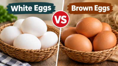 White Eggs or Brown Eggs